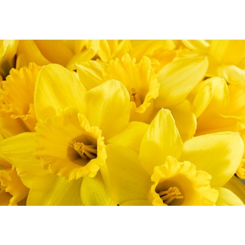 Daffodil Flower Essence