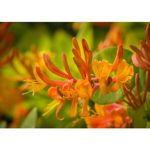 Honeysuckle Flower Essence