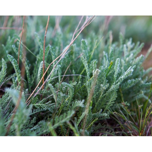 Sagebrush Flower Essence