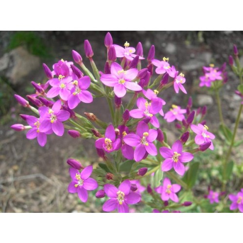 Centaury Flower Essence