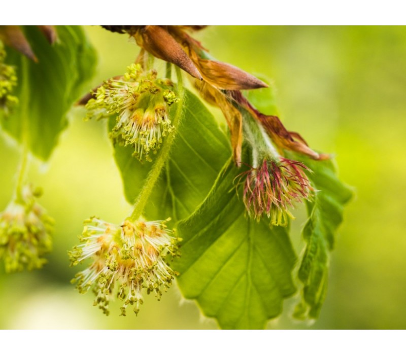 Beech Flower Essence