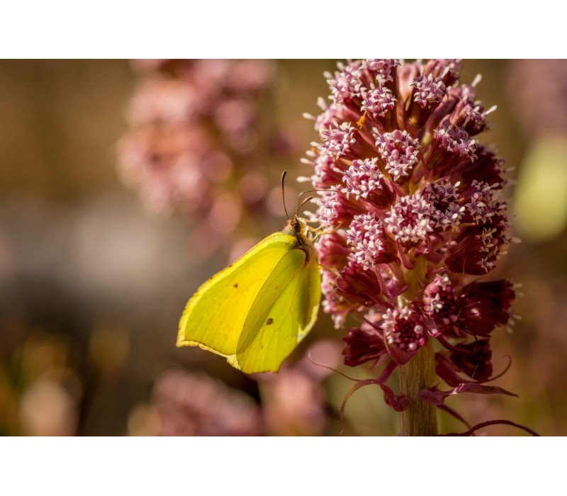 Butterbur Flower Essence