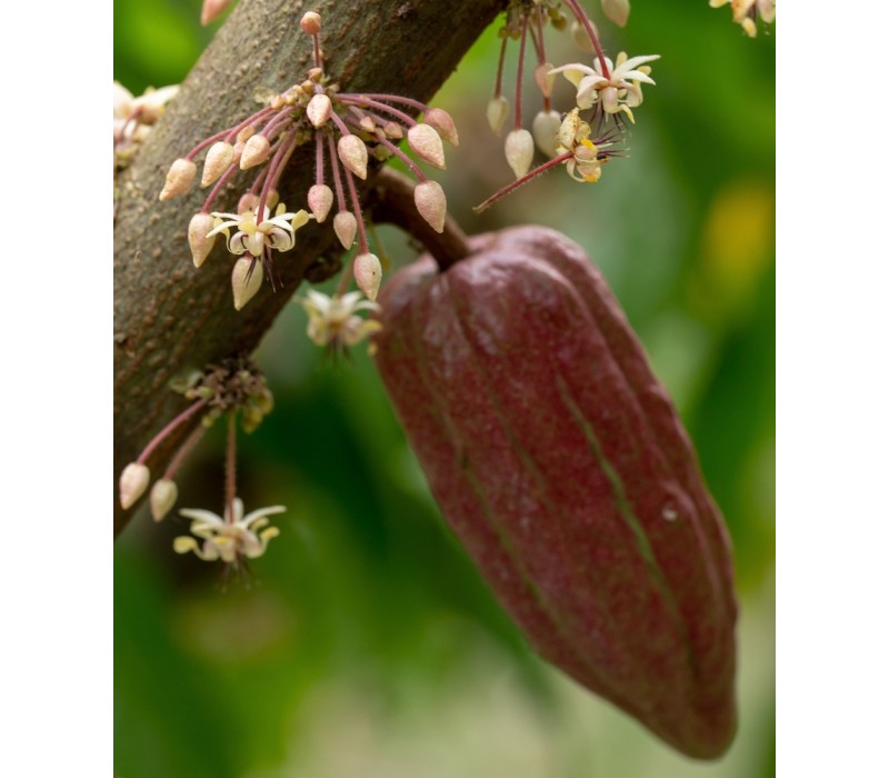 Cacao Flower Essence