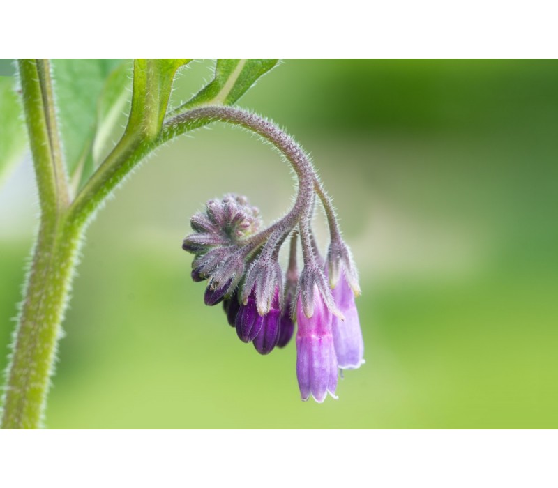 Comfrey Flower Essence