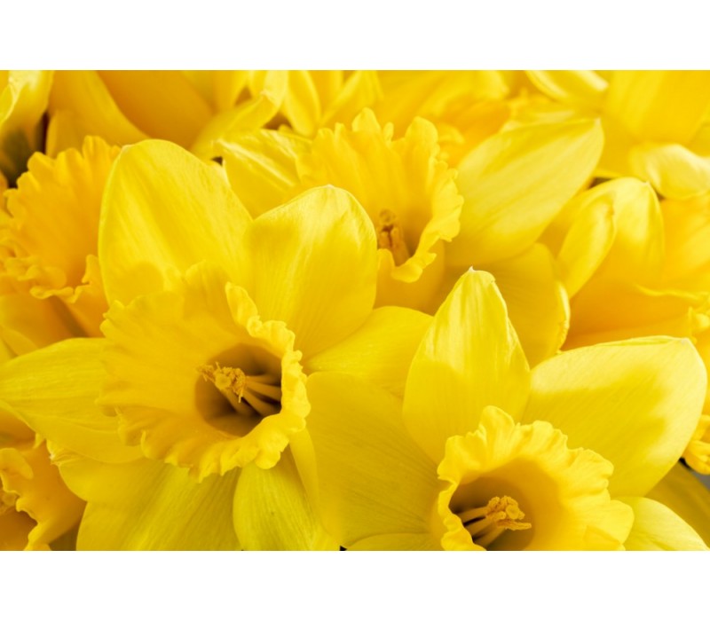 Daffodil Flower Essence