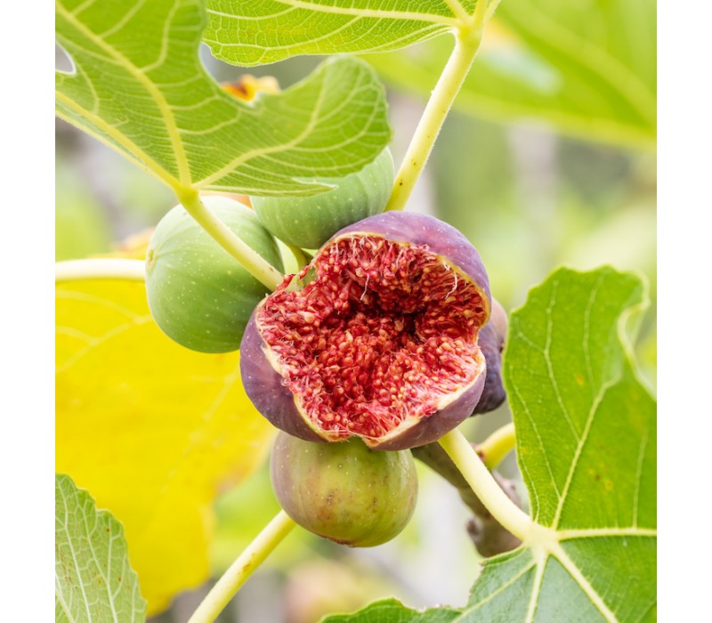 Fig Flower Essence