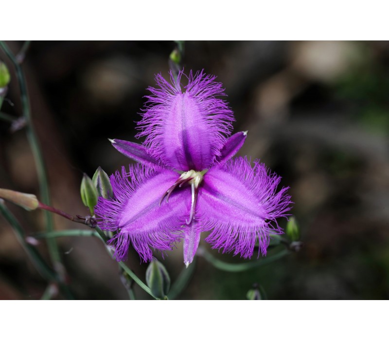 Fringed Lily Flower Essence