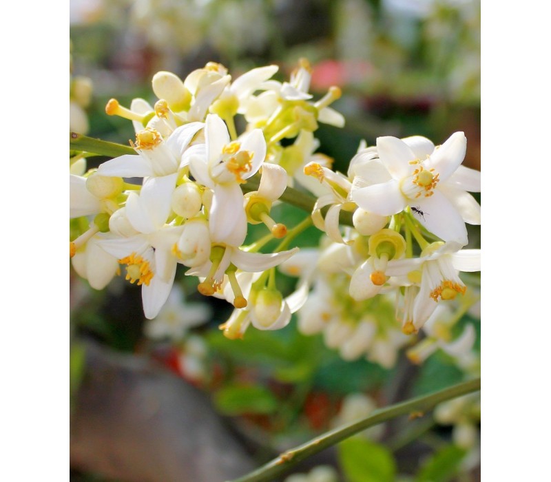 Grapefruit Flower Essence