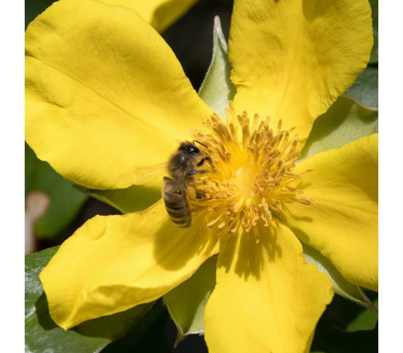 Hibbertia Flower Essence