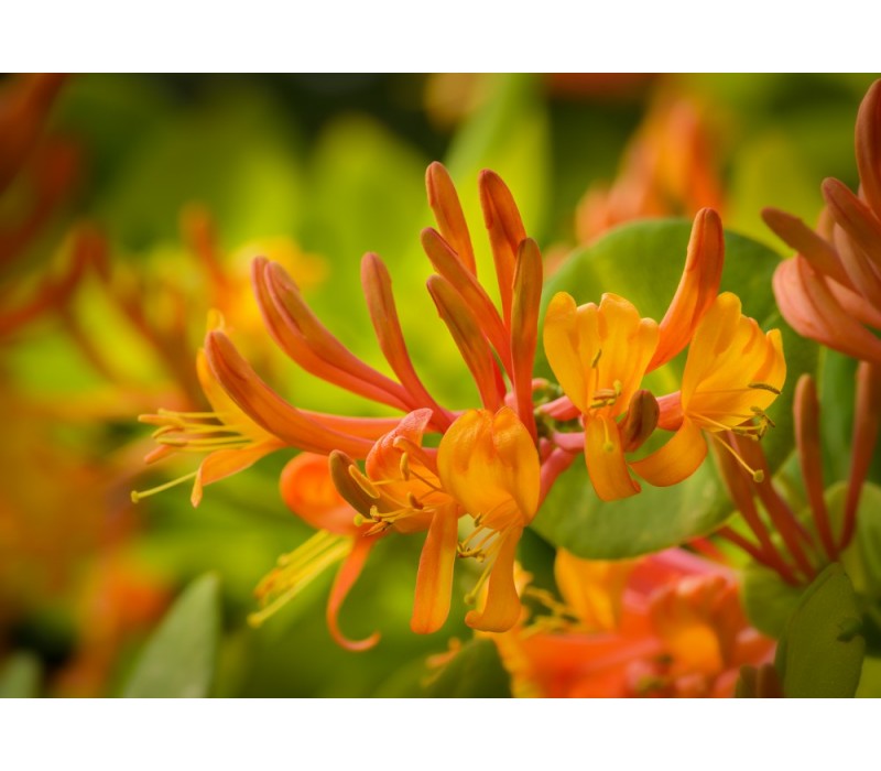 Honeysuckle Flower Essence