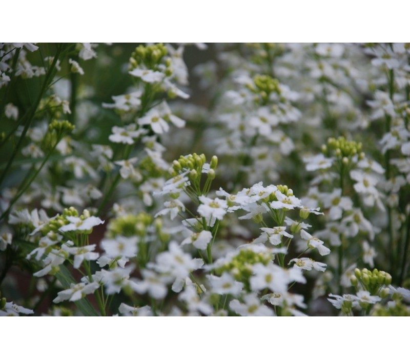 Horseradish Flower Essence