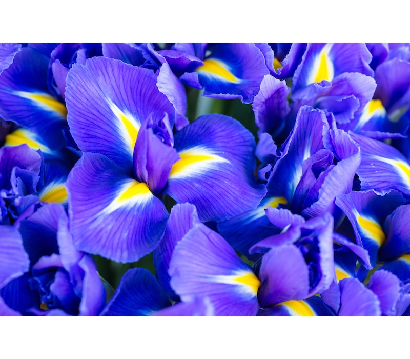 Iris Flower Essence