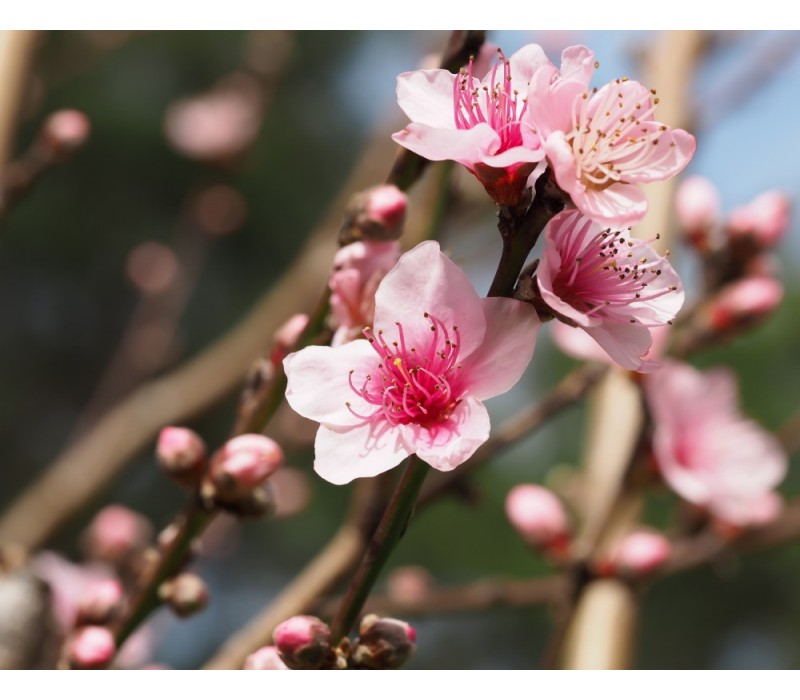 Peach Flower Essence