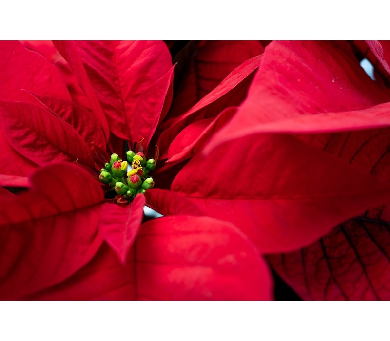 Poinsettia Flower Essence