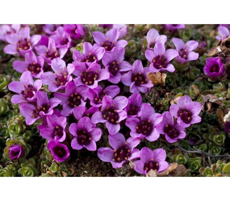 Purple Saxifrage Flower Essence