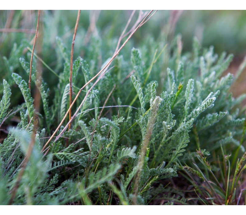 Sagebrush Flower Essence