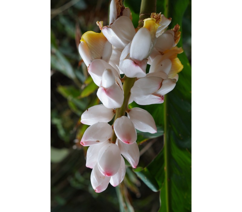 Shell Ginger Flower Essence