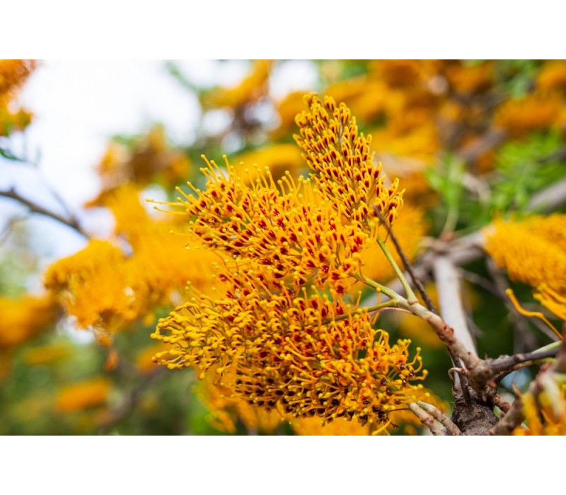 Silky Oak Flower Essence