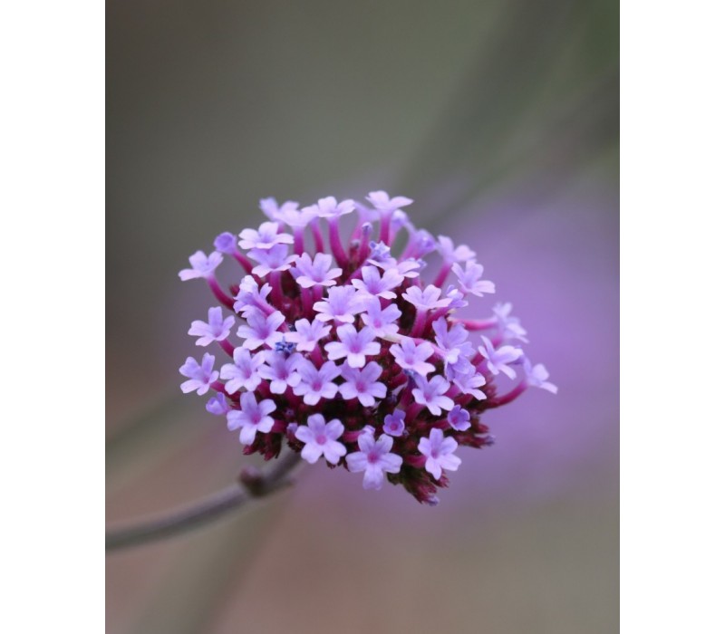 Vervain Flower Essence