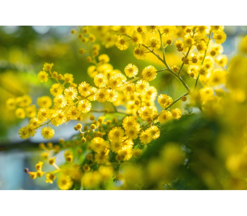 Wattle Flower Essence