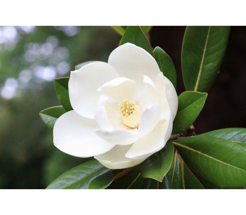 White Magnolia Flower Essence