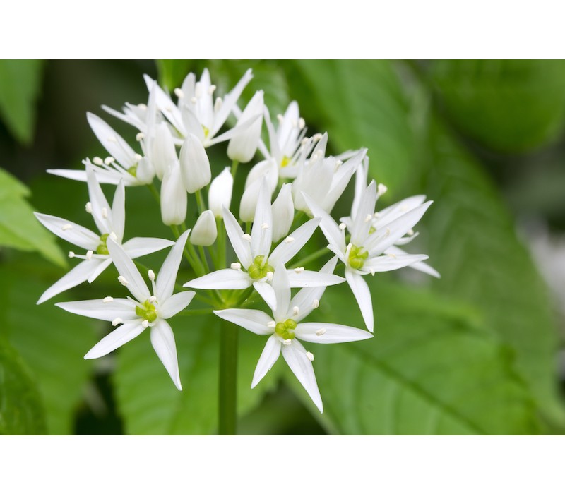 Wild Garlic Flower Essence