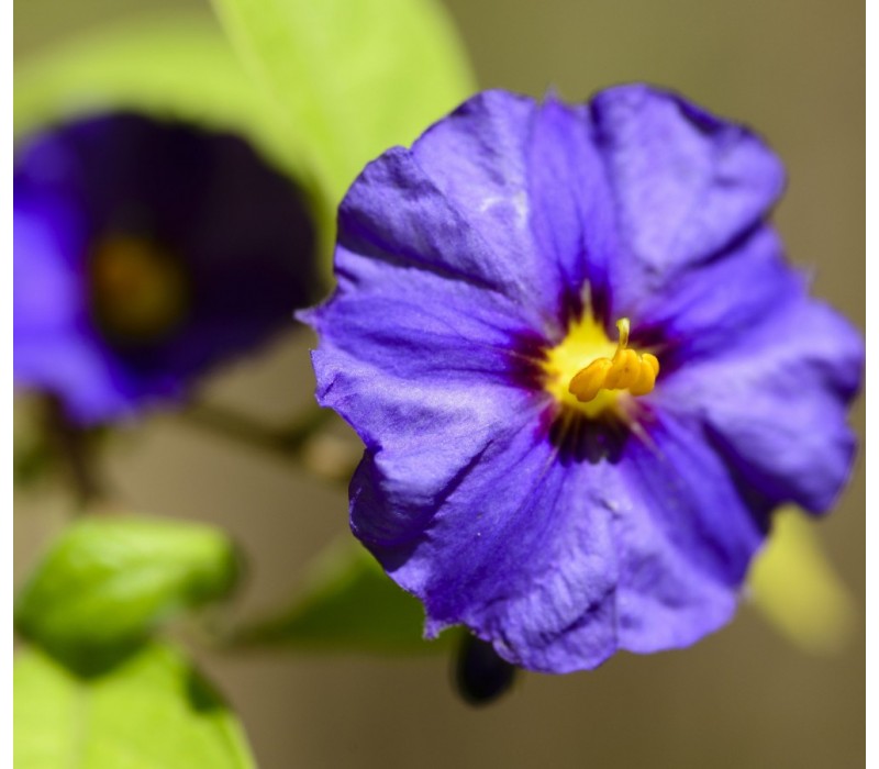 Wild Potato Bush Flower Essence