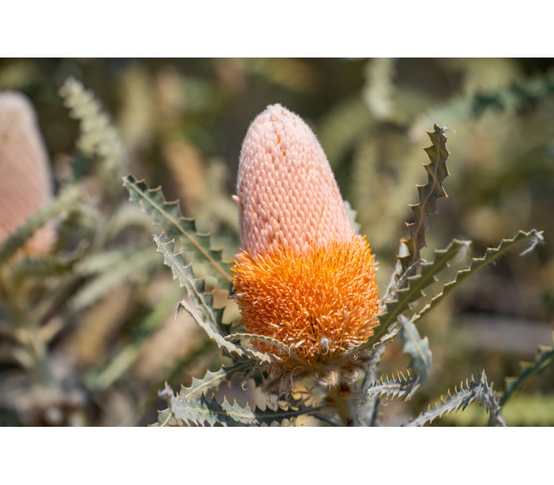 Woolly Banksia Flower Essence