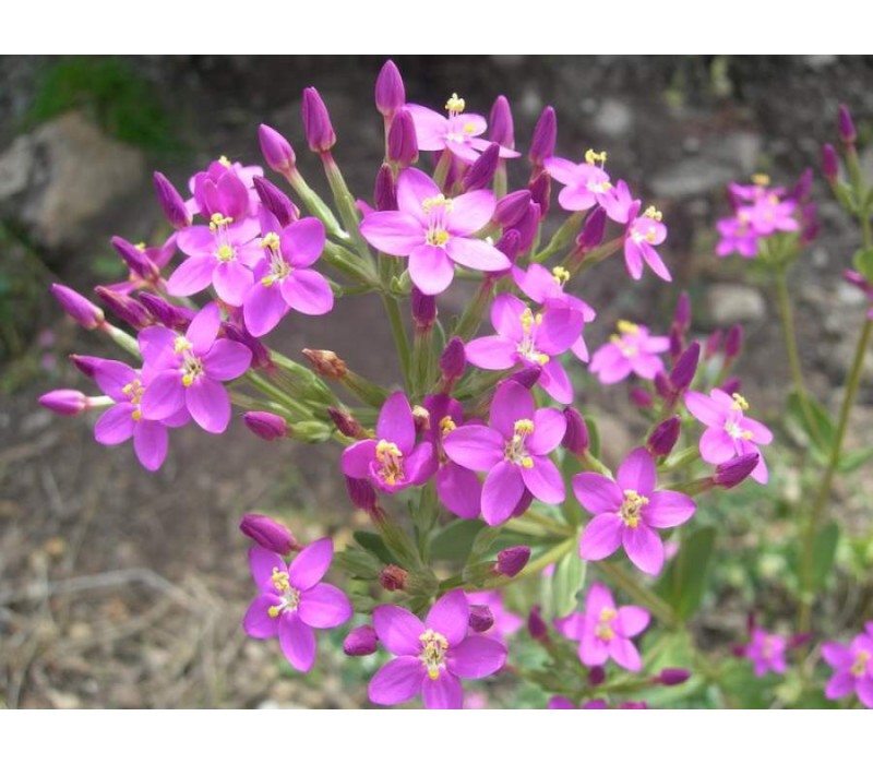 Centaury Flower Essence