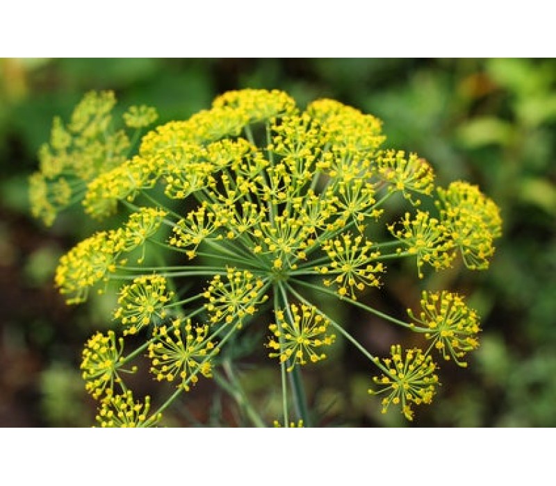 Dill Flower Essence